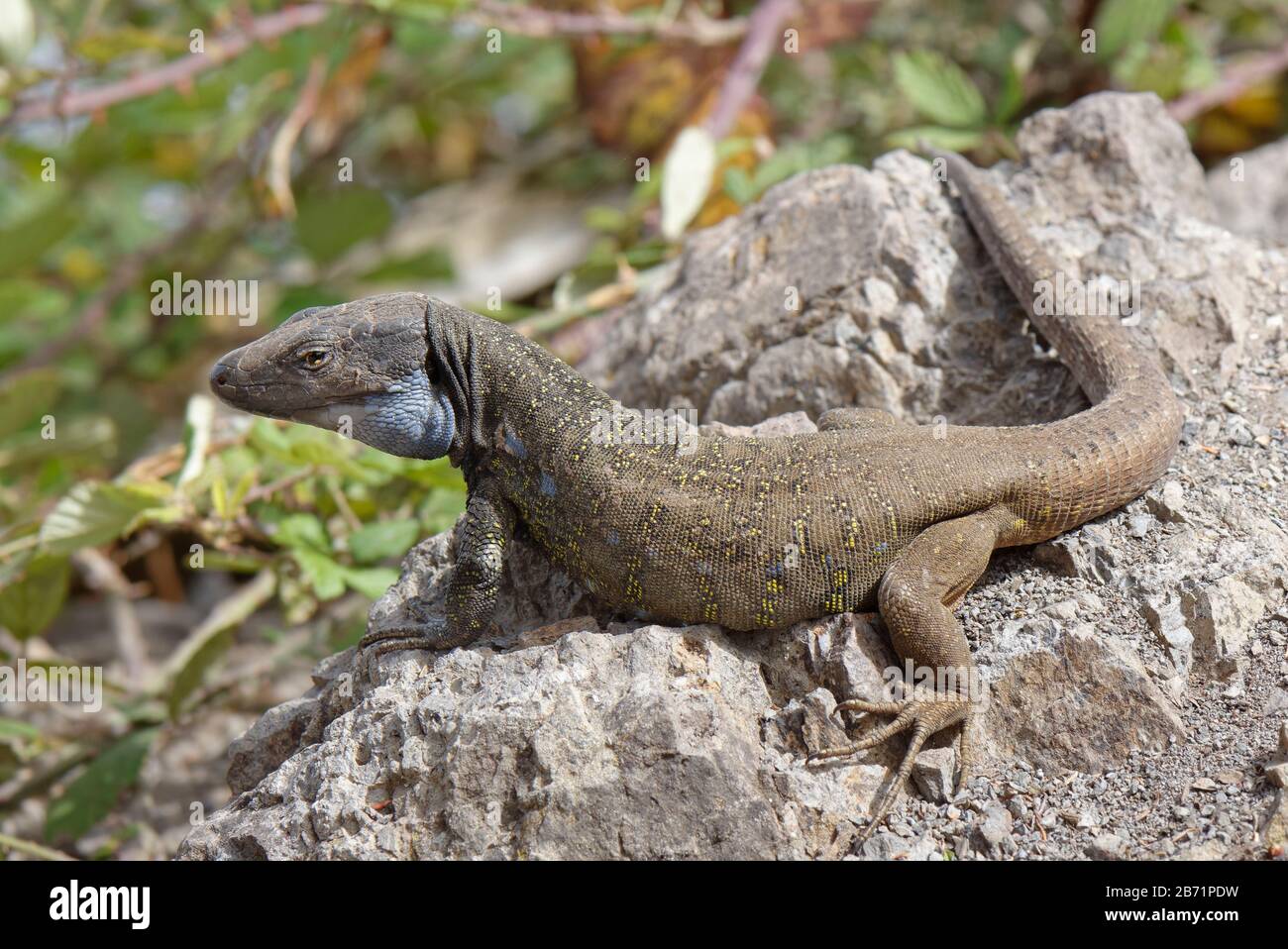 Maschio Tenerife lizard / Western Canarie lizard (Gallotia galotti) sole crogiolarsi su roccia lavica vulcanica, Anaga Rural Park, Tenerife, agosto. Foto Stock