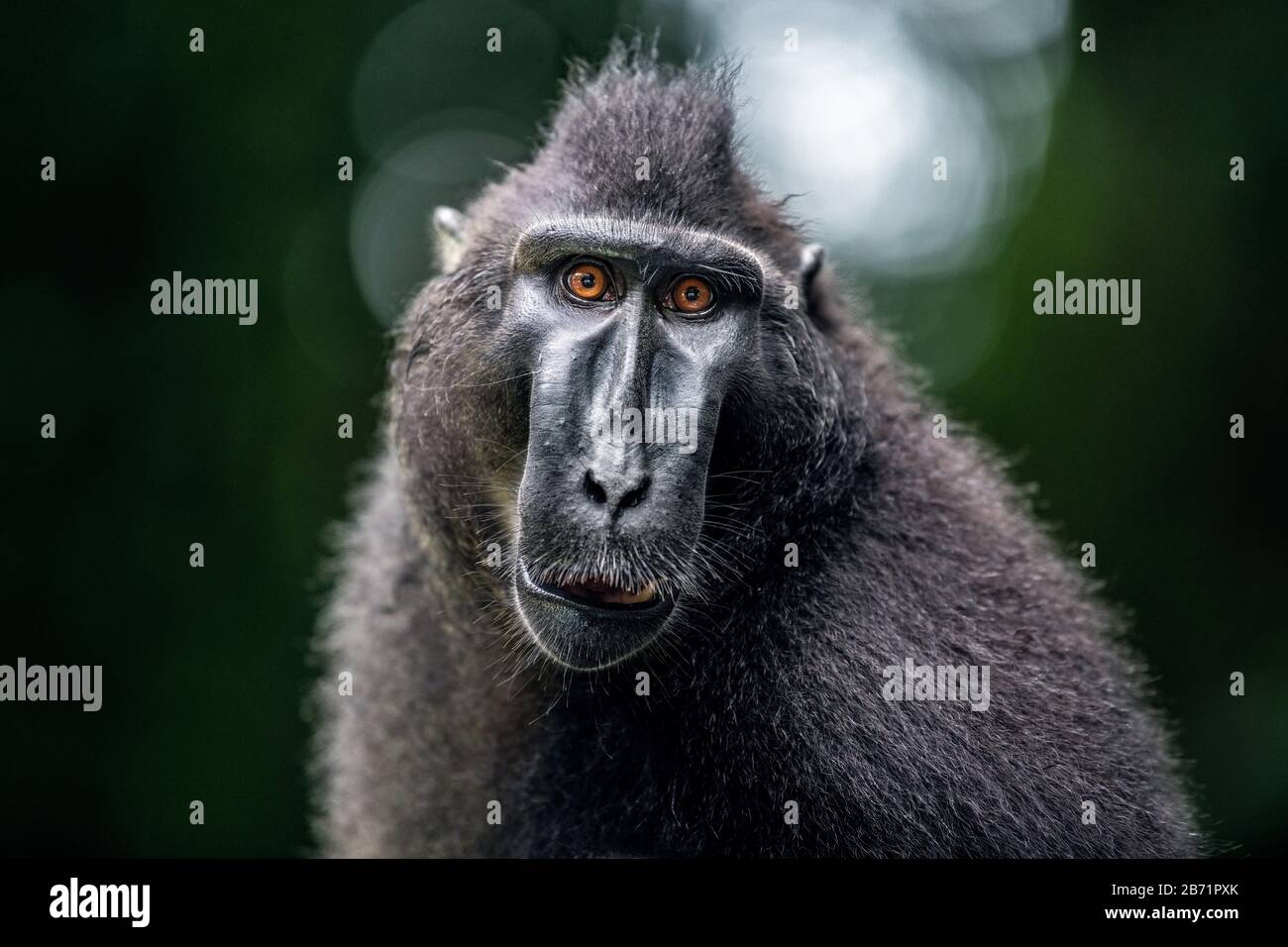 Celebes macaco satinato. Vista frontale, primo piano verticale . Macaco nero crestato, macaco crestato Sulawesi, o ape nera. Habitat naturale. Isola Di Sulawesi Foto Stock