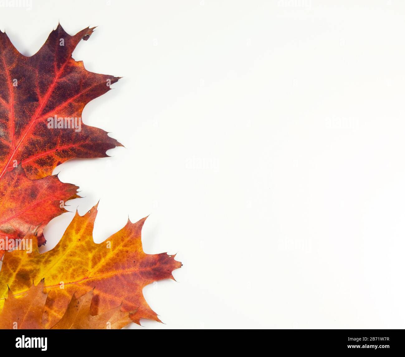 Colorfull autunno sfondo fatto da foglie Foto Stock
