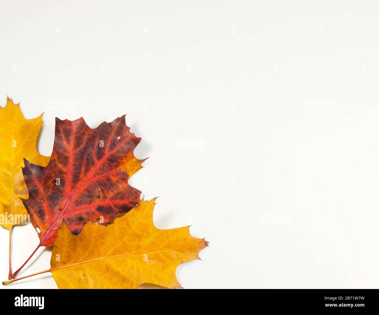 Colorfull autunno sfondo fatto da foglie Foto Stock