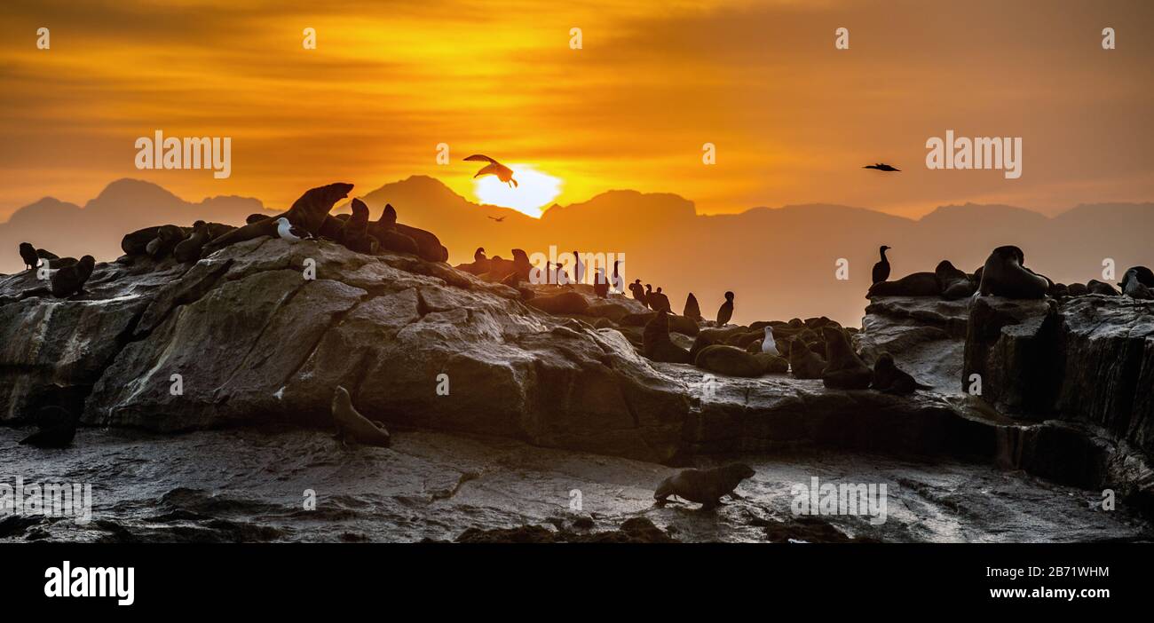 Sunrise a Isola di tenuta. South African (capo) foche (Arctocephalus pusillus pusillus), la colonia del capo le foche. False Bay, Western Cape, Sud Af Foto Stock