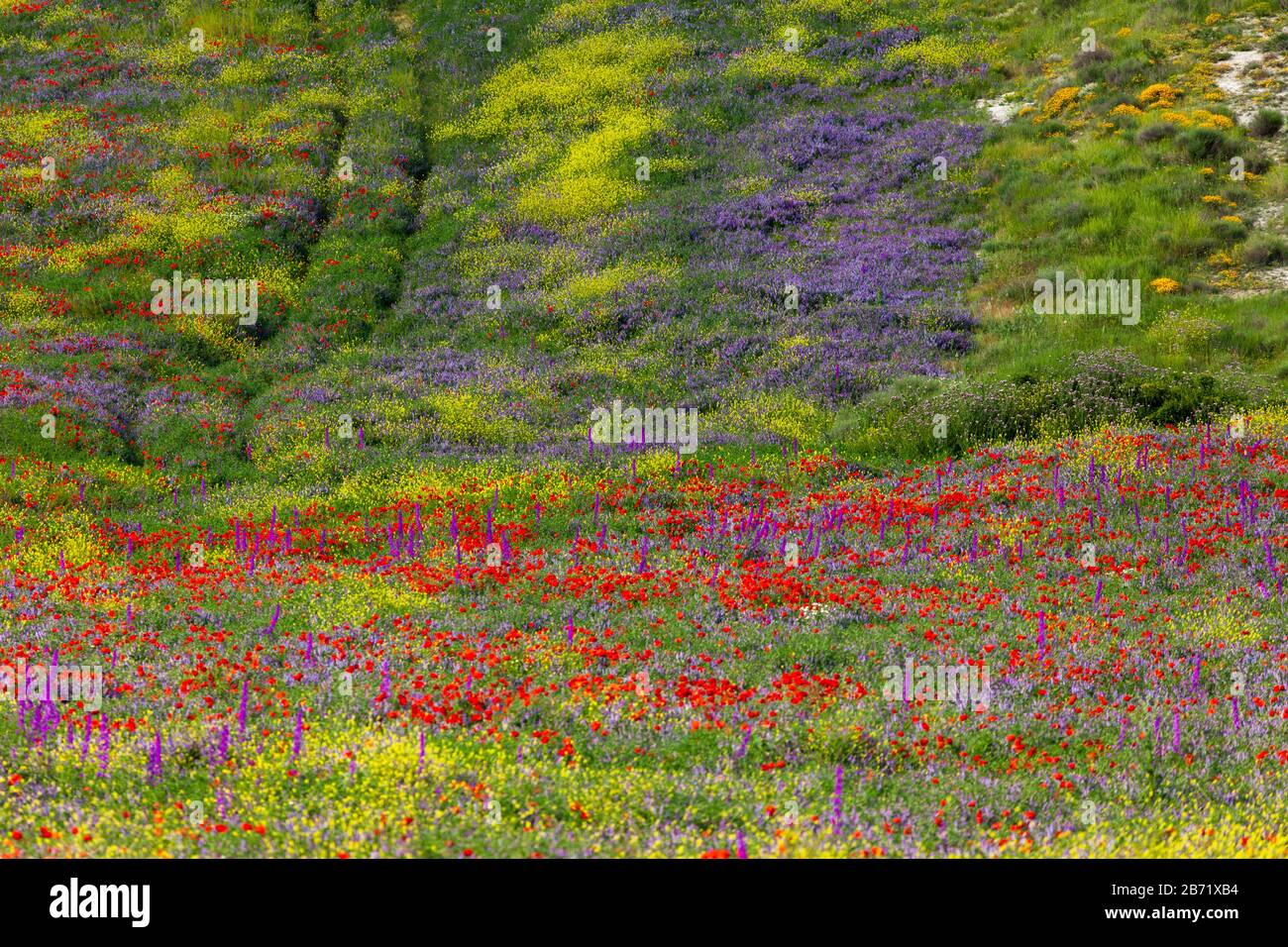Paesaggio di Castilla. Tarda primavera. Fiori selvatici meadow.Palencia, Castilla y Leon, Spagna Foto Stock