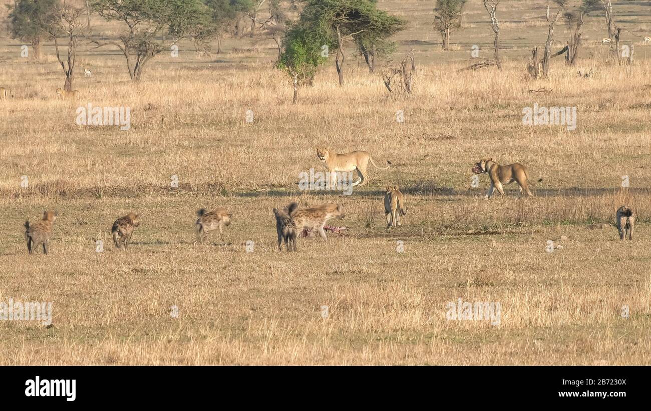 i lions abbandonano lo scheletro di una carcassa a iene a serengeti np Foto Stock