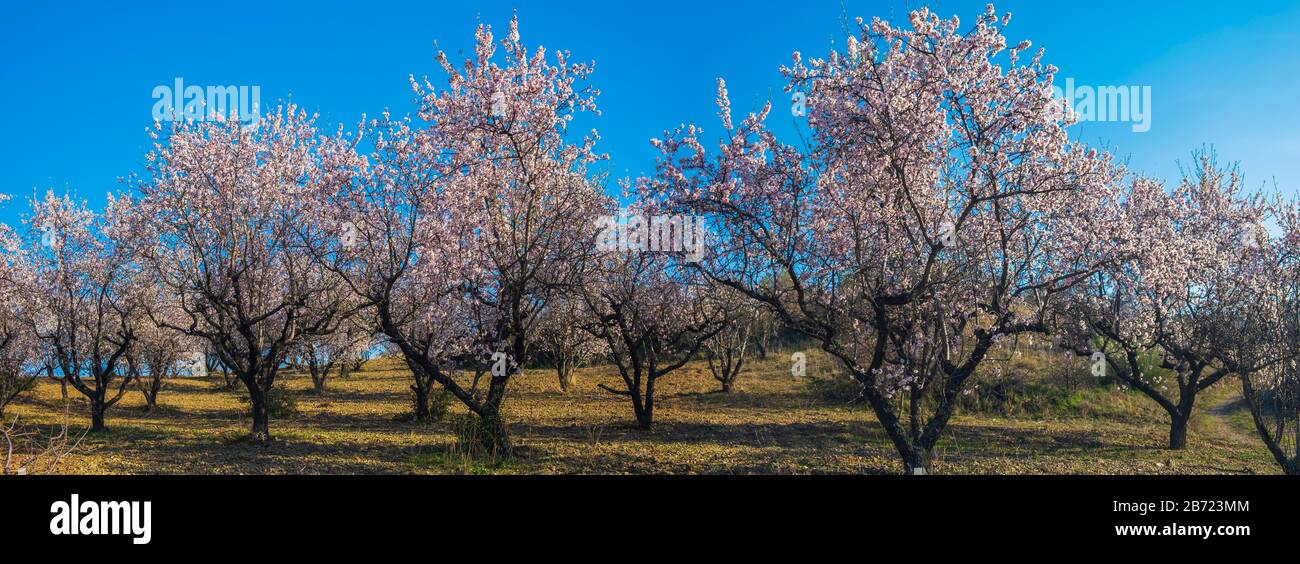 Paesaggio di Cariñena, mandorli e vigneti. Saragozza, Spagna Foto Stock