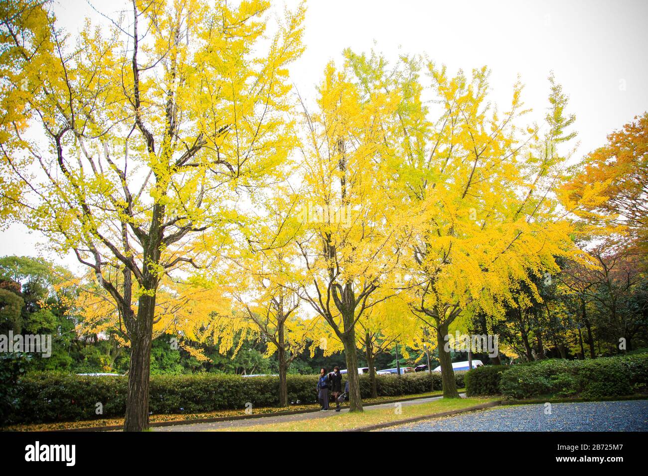 Il coloratissimo ginko giallo lascia l'albero del ramo, foglie dorate di gingko Foto Stock