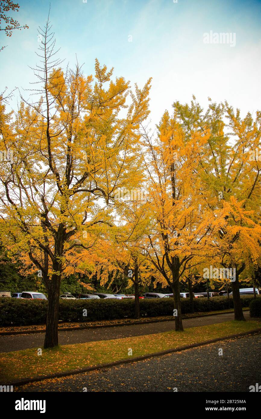 Il coloratissimo ginko giallo lascia l'albero del ramo, foglie dorate di gingko Foto Stock