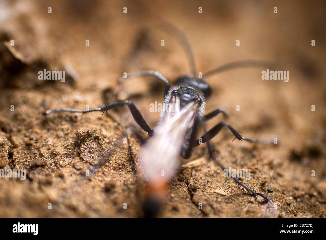 La sabbia che amano il WASP (Larra anatema) in ricerca di posto di scavare il foro sul suolo sabbioso, distrugge grandi strega Gryllotalpa nocivi per l'agricoltura, benefico in Foto Stock