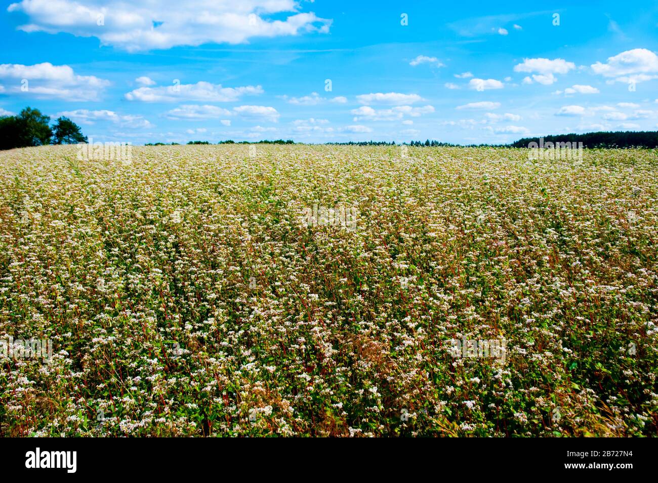 Campo Di Grano Saraceno Biologico In Estate Foto Stock