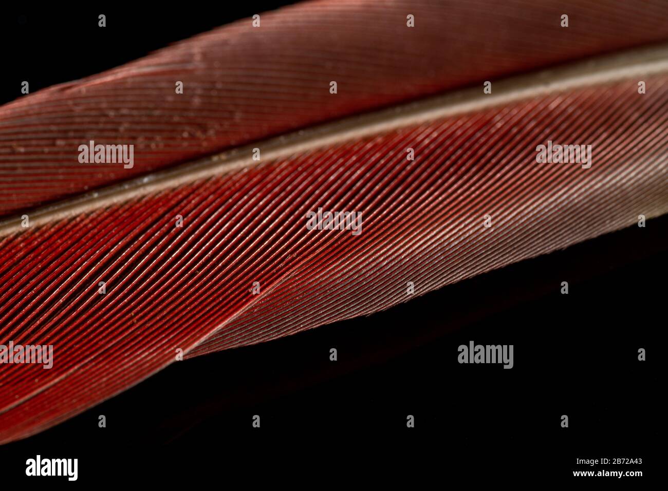 macro foto di una piuma d'uccello rosso su sfondo nero Foto Stock