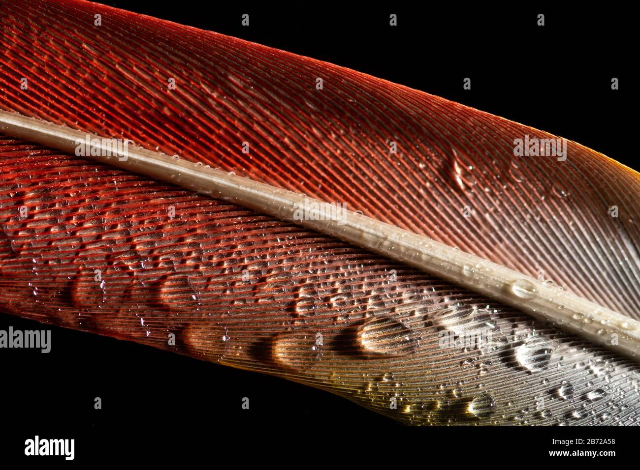 macro foto di una piuma d'uccello rosso con gocce d'acqua poggiate su uno sfondo nero Foto Stock