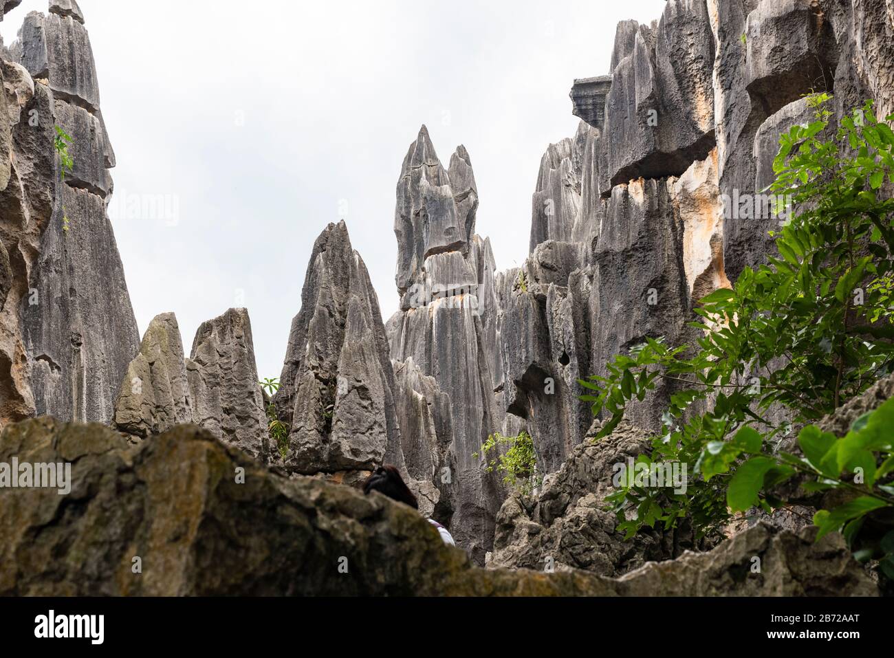La Foresta di pietra a Kunming, Yunnan è una meraviglia geologica calcarea che copre oltre 80 ettari ed è stato dichiarato Patrimonio dell'Umanità Dall'Unesco. Foto Stock