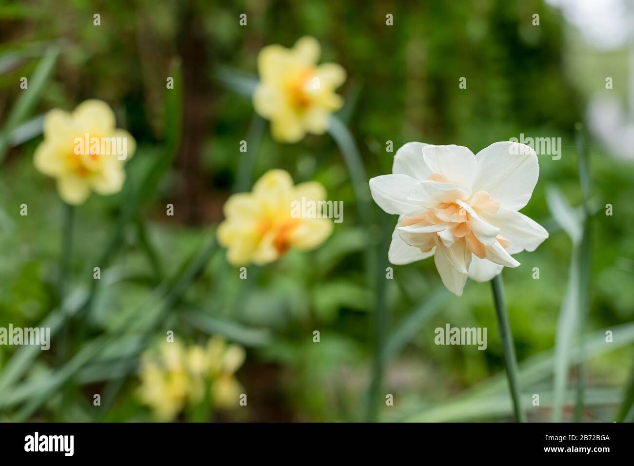 Narciso della specie di Re ghiaccio su una terry flowerbed.White Narcisi in un field.flowering di narcissuses doppi grandi, narcidils in la spring.terry Foto Stock