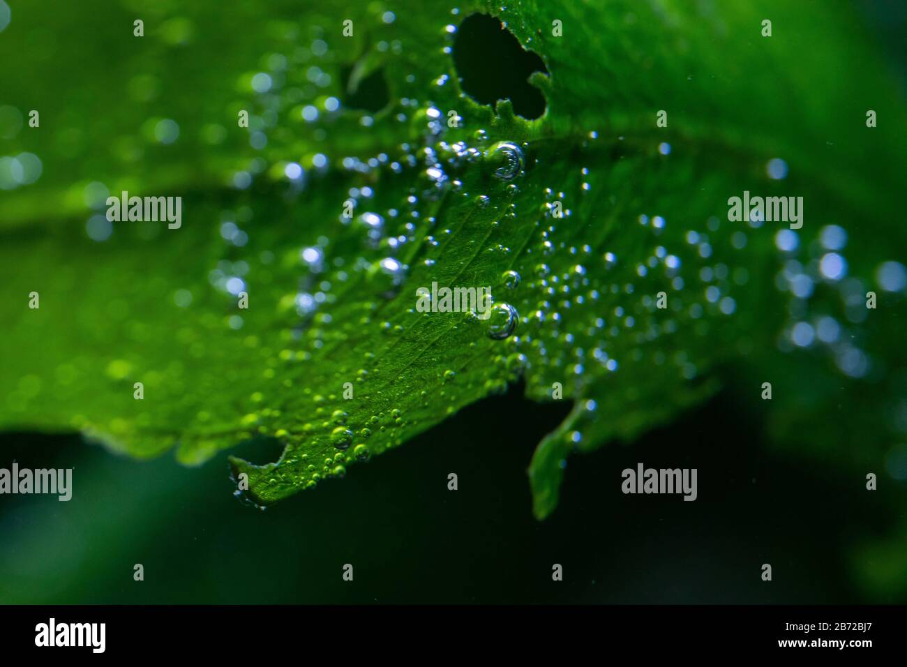 Macro foto di piante acquatiche sottomarine che producono piccole bolle di ossigeno sulle loro foglie anche noto come perla Foto Stock