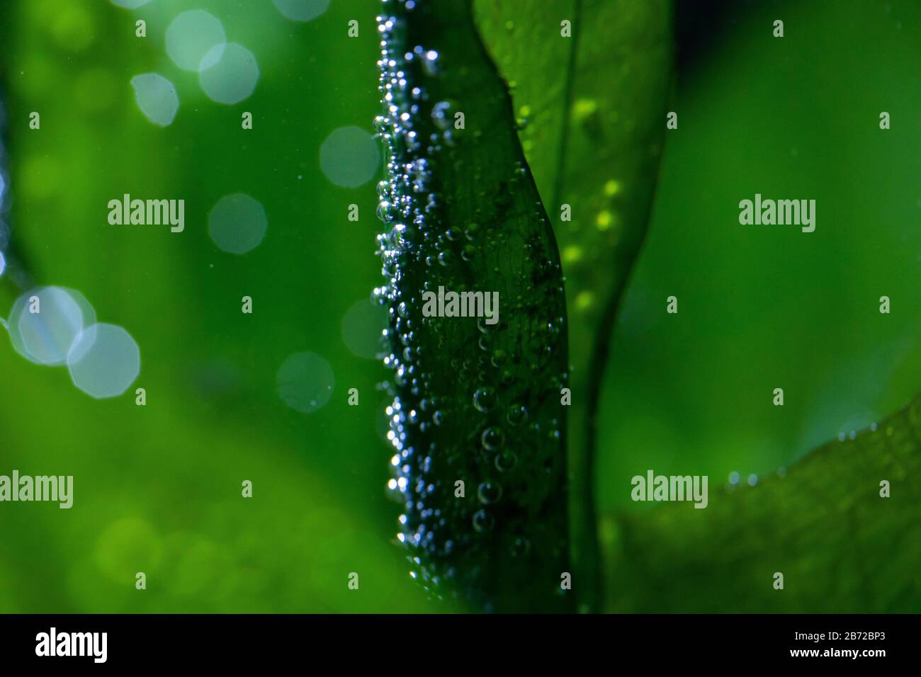 Macro foto di piante acquatiche sottomarine che producono piccole bolle di ossigeno sulle loro foglie anche noto come perla Foto Stock