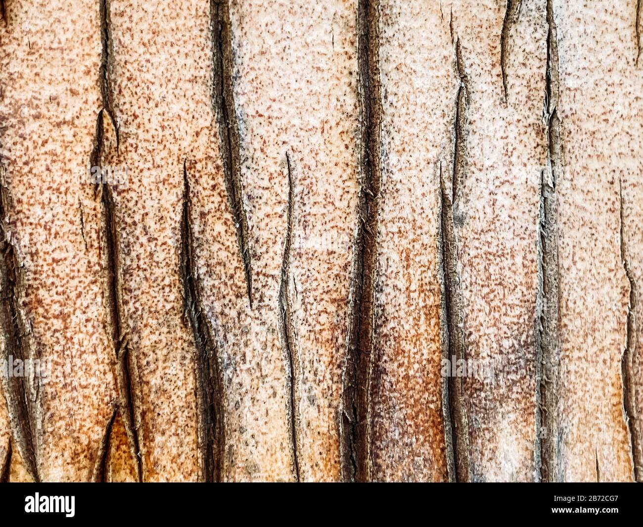 Struttura delle palme, tronco delle palme. Tessitura di closeup, sfondo di legno naturale. Texture tropicale Foto Stock