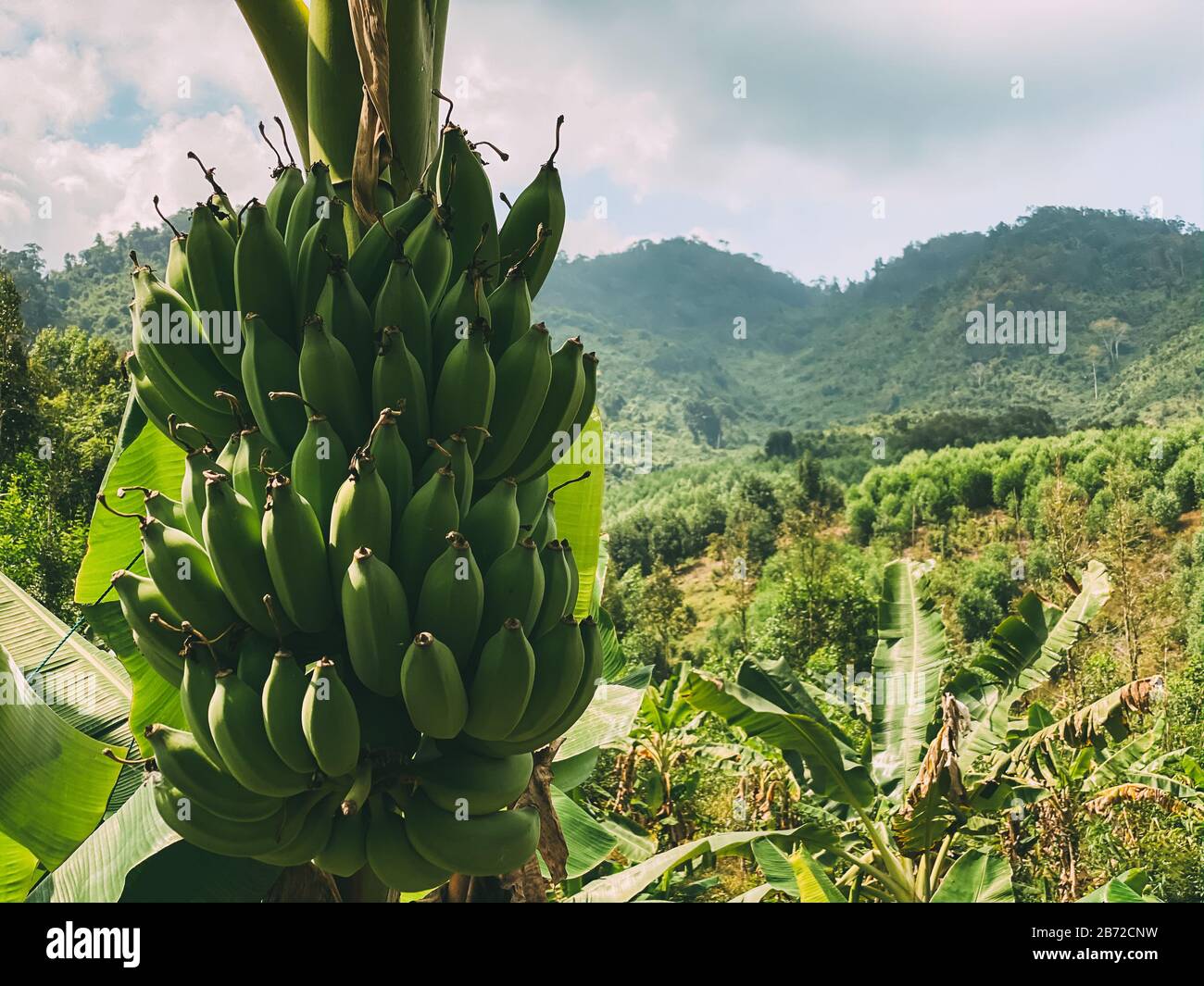 Ramo di banana con un mazzo di banane verdi che crescono negli altopiani nella giungla, foglie di banana sullo sfondo. Montagne, colline nel backgroun Foto Stock