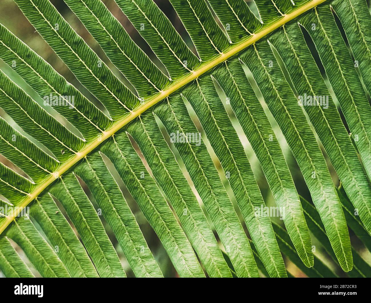 Felci tropicali, sfondo verde frondoso, texture fogliame. Sfondo naturale. Primo piano di foglie di texture. Foto Stock