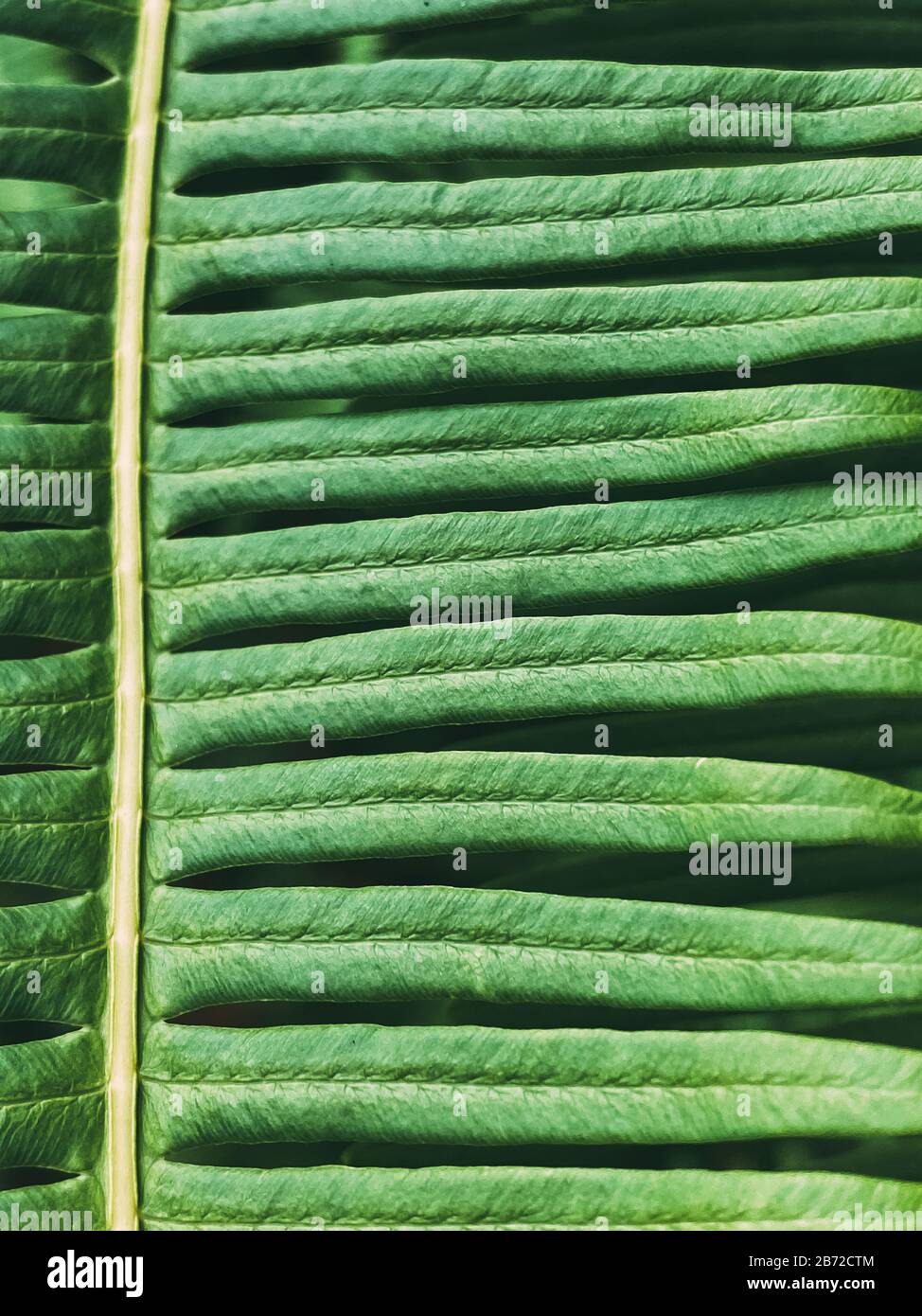 Felci tropicali, sfondo verde frondoso, texture fogliame. Sfondo naturale. Primo piano di foglie di texture. Foto Stock