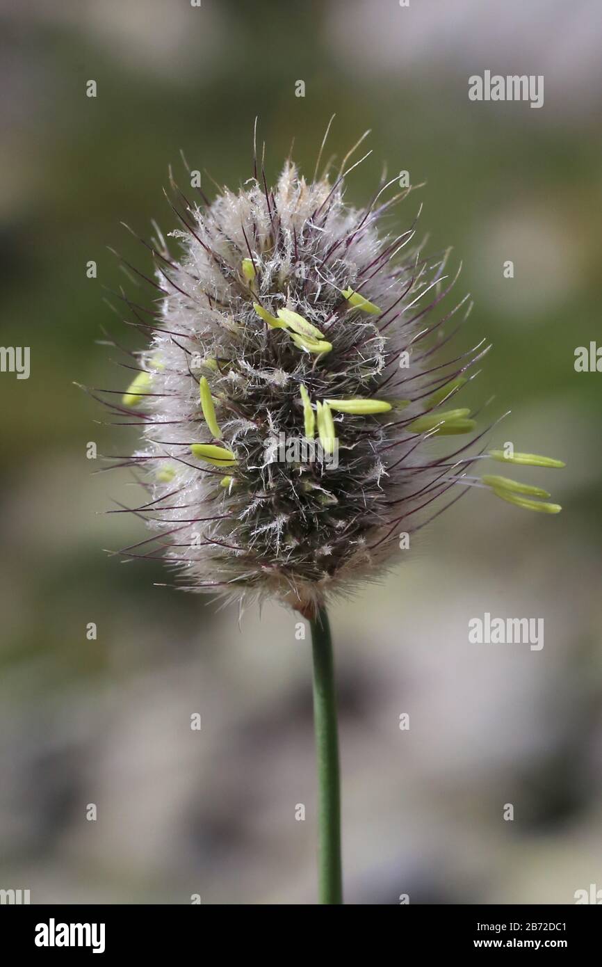 Phleum alpinum, Timothy alpino, Poaceae. Piante selvatiche sparate in estate. Foto Stock