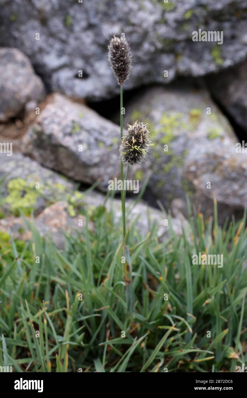 Phleum alpinum, Timothy alpino, Poaceae. Piante selvatiche sparate in estate. Foto Stock