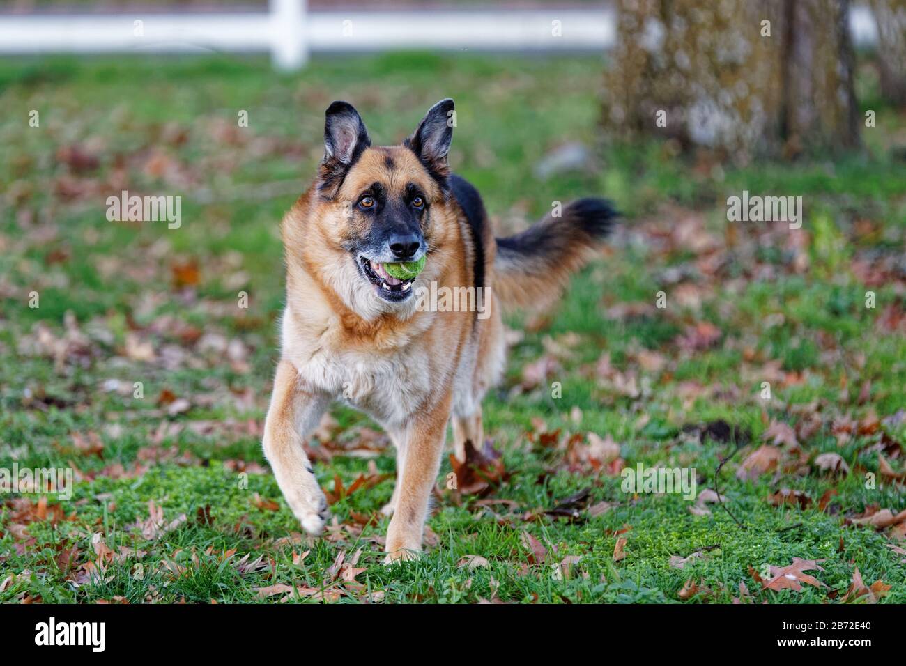 Ampio, scatto d'azione di un grande Pastore tedesco che corre attraverso un cortile con una palla da tennis io la sua bocca. Foto Stock