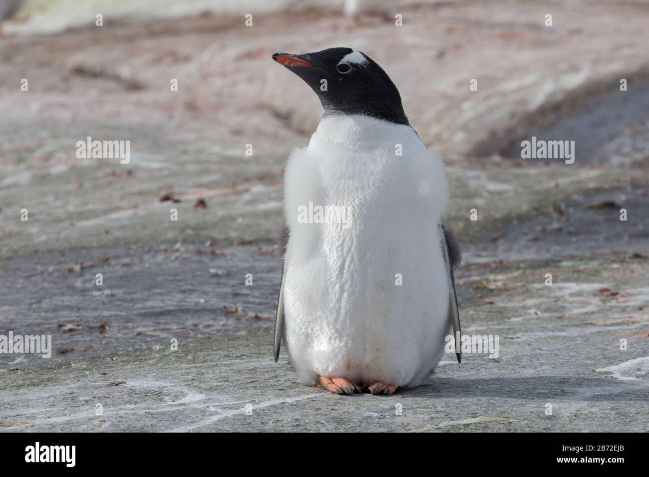 Un pinguino subantartico sulla spiaggia di pietra. Penisola Antartica, Antartide Foto Stock