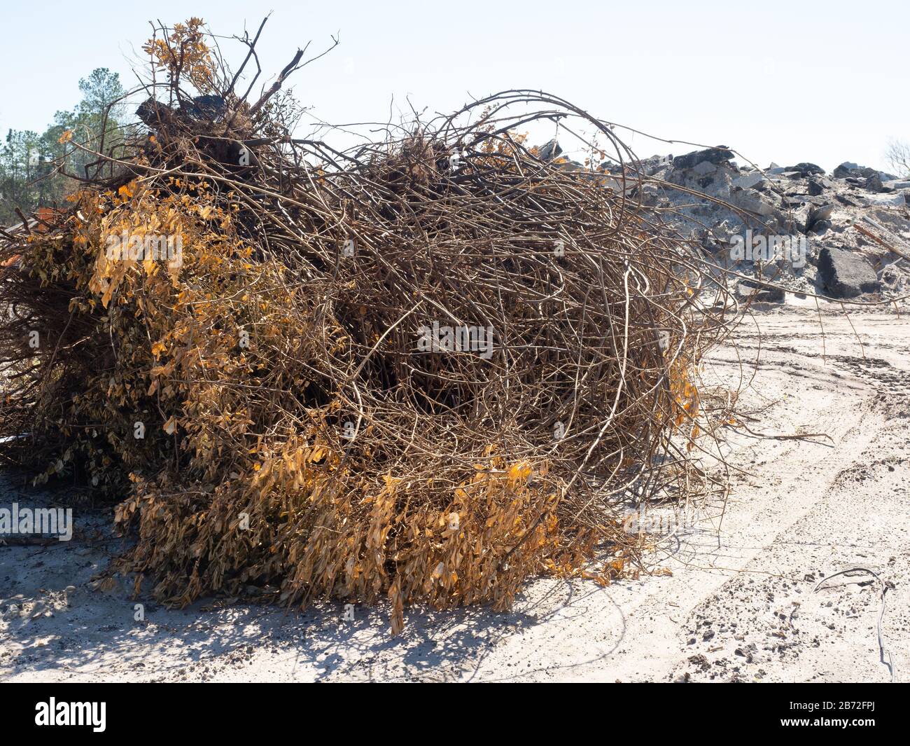 Enorme pila di alberi morti, arbusti, grovigli di radici di rami, cantiere di demolizione stradale, attrezzatura cingoli di pneumatici, mucchio di cemento asfalto macerie Vista n.2 più vicino Foto Stock