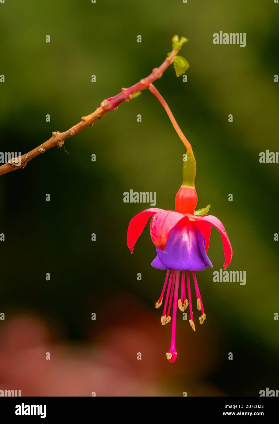 dettaglio di fiore singolo fucsia su una macro di ramoscello Foto Stock