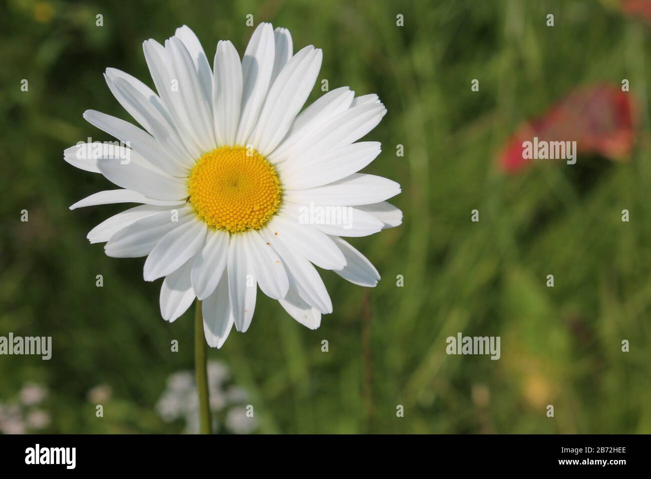 Immagine di oxeye margherita erbe. Medicina di erbe, tè e infusione, ingrediente naturale dei cosmetici. Impianto ecologico. Natura sfondo primavera Foto Stock