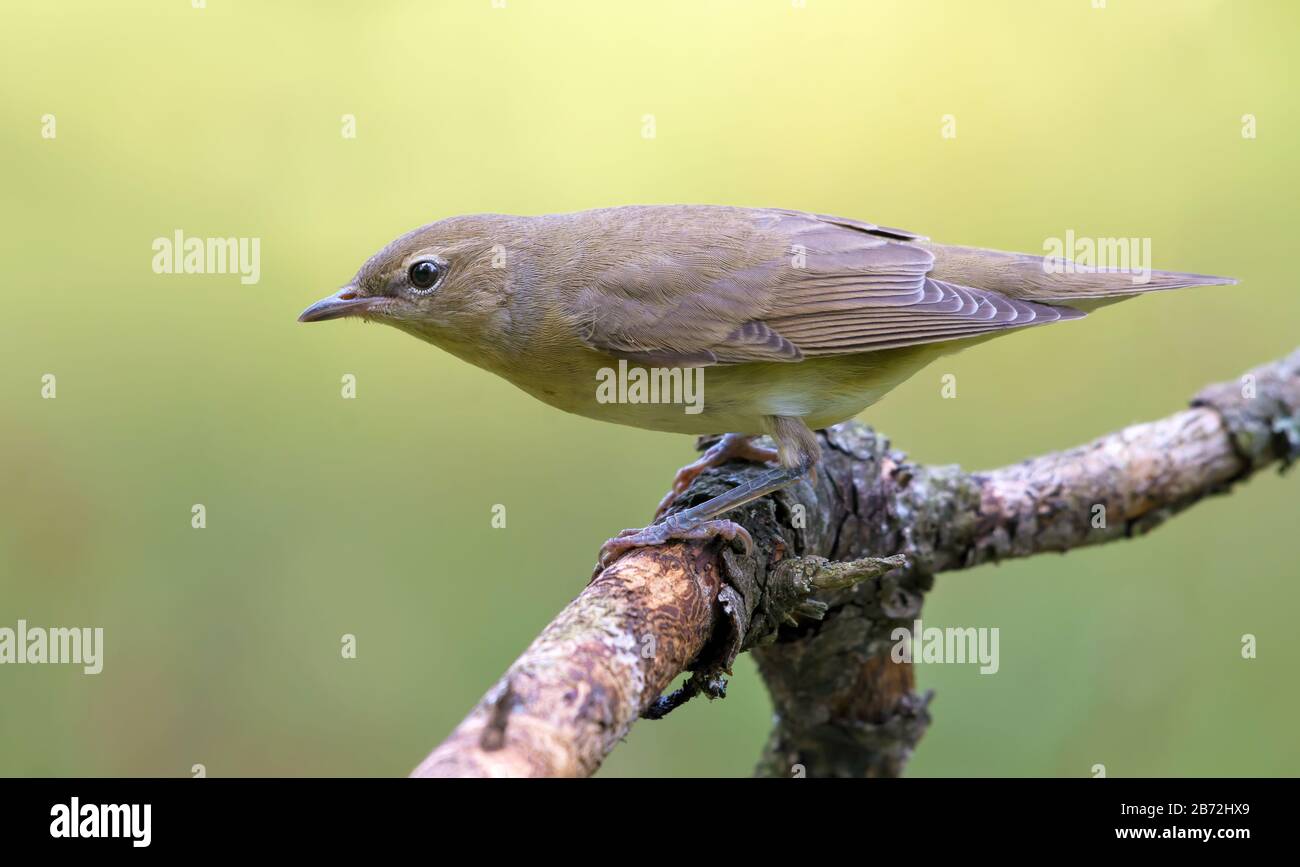 Giardino Warbler (sylvia borin) in posa arroccato su vecchio ramo asciutto Foto Stock