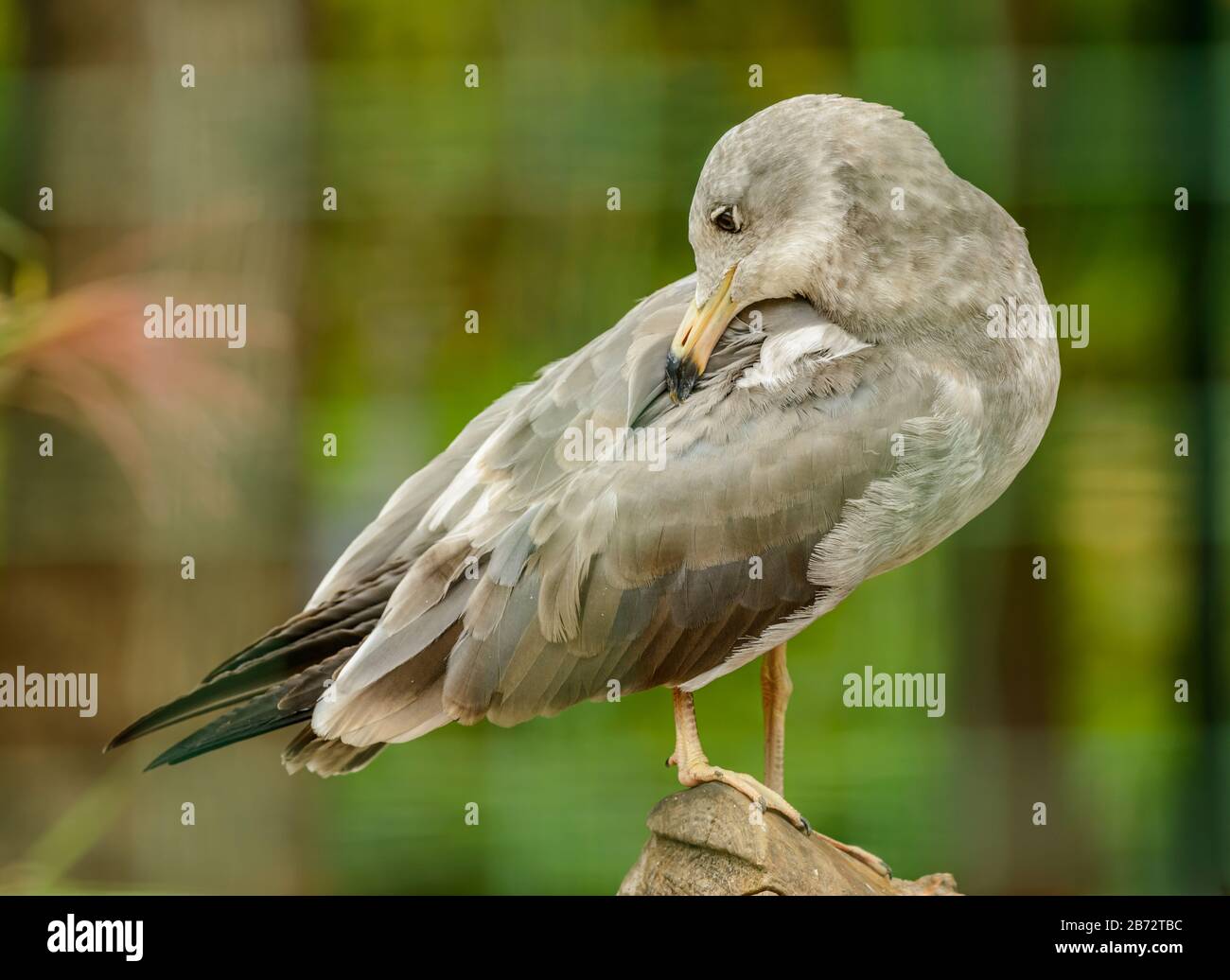 gabbiano grigio seduto in cima al ramo tagliato controllare piume sul retro, zoo Foto Stock
