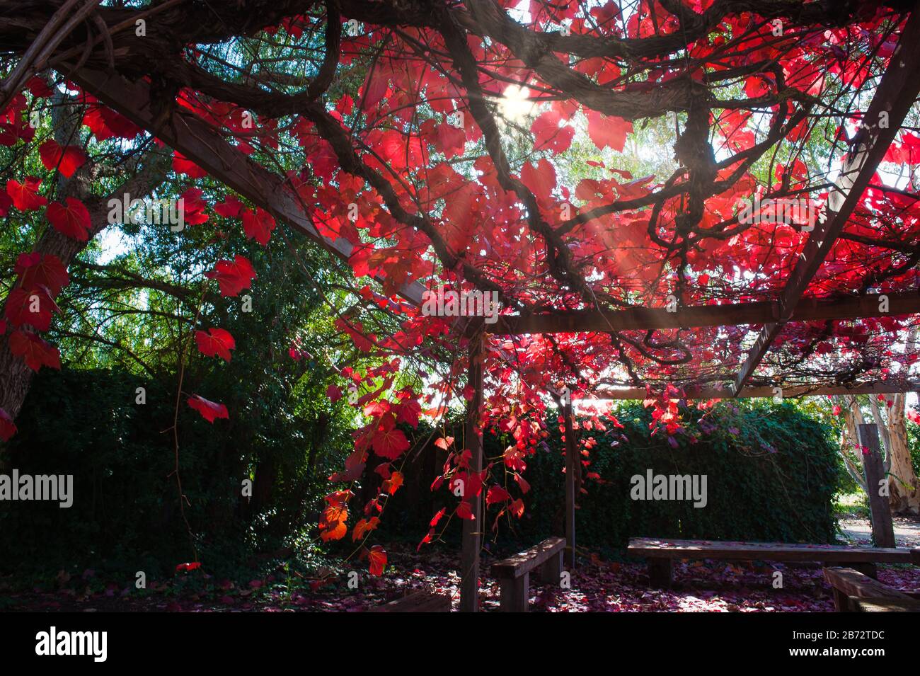 Una stella d'autunno scoppiò attraverso i vividi vigneti rossi che ricoprono una pergola durante l'autunno nella regione di Coonawarra nell'Australia Meridionale. Foto Stock