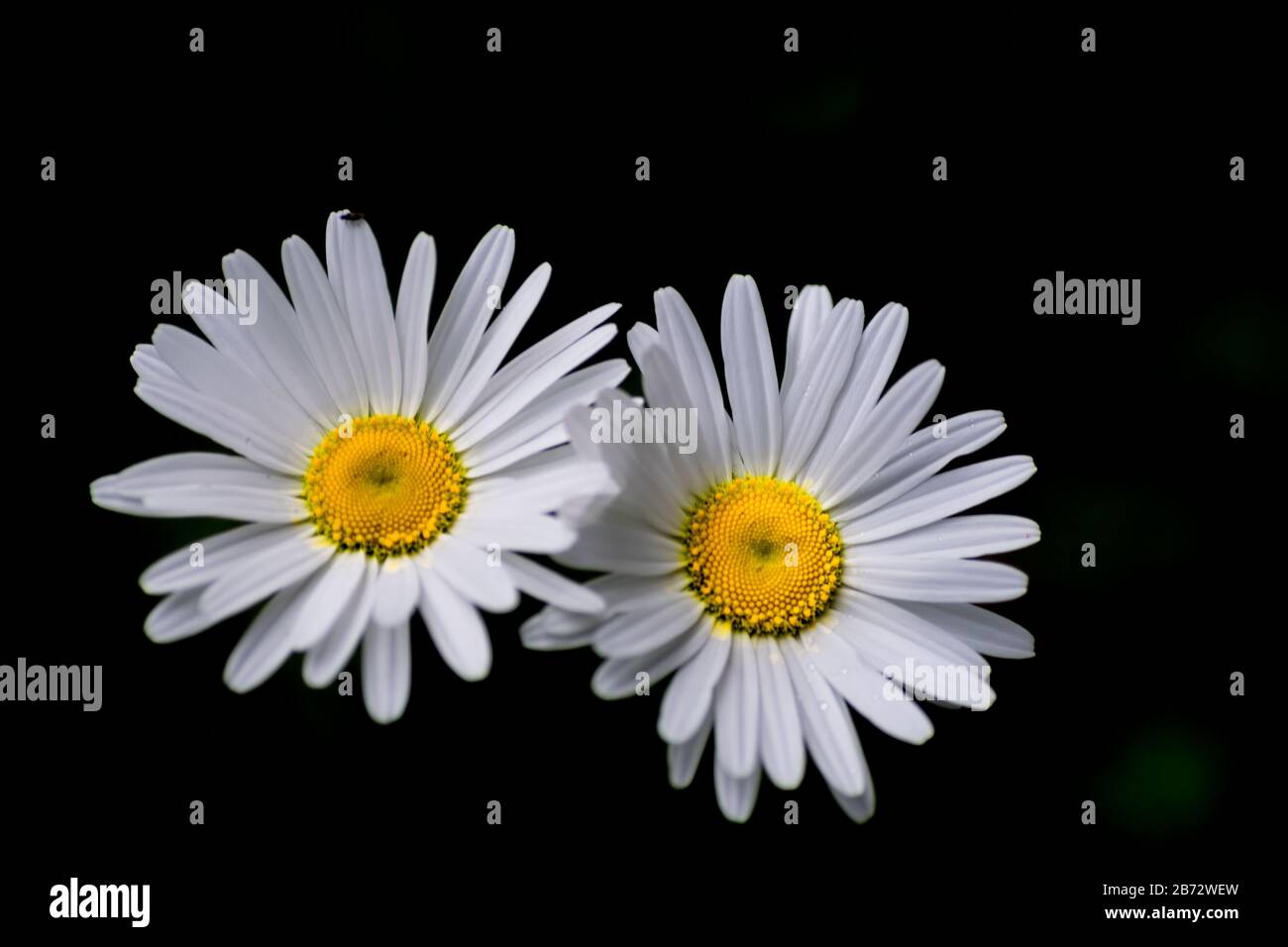 fiore a margherita su sfondo nero - fotografia in condizioni di scarsa illuminazione Foto Stock