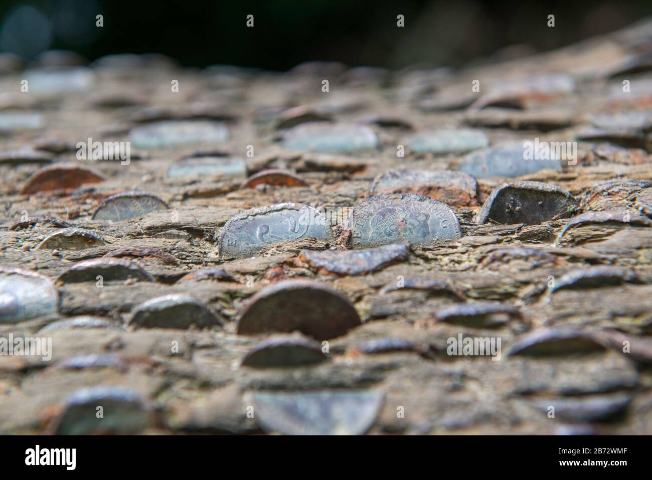Primo piano di monete incorporate in un albero di denaro vicino a Bolton Abbey Foto Stock