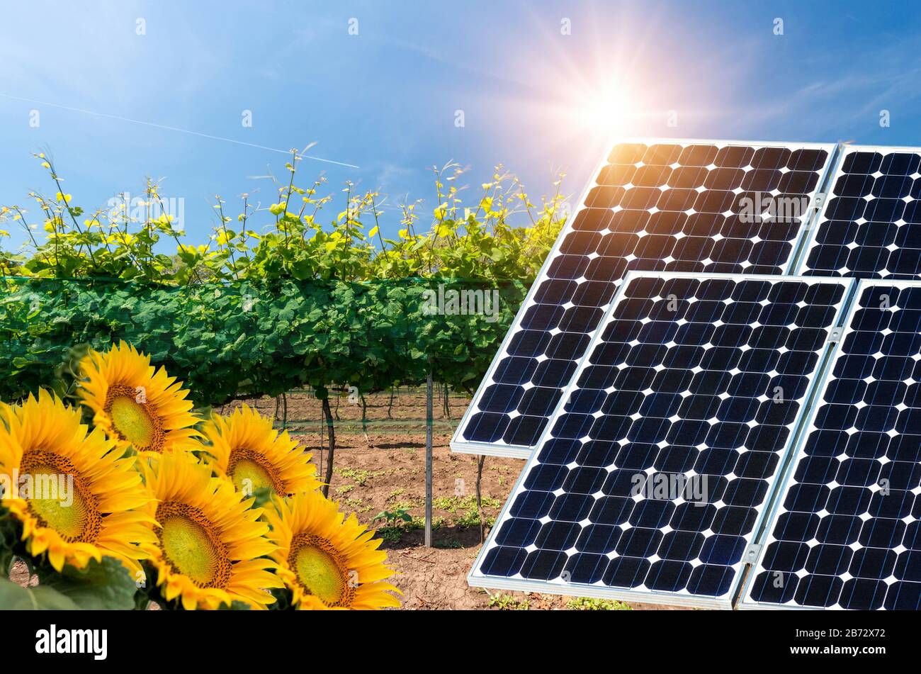 Collage fotografico di pannelli solari contro lo sfondo dei raccolti - immagine concettuale Foto Stock