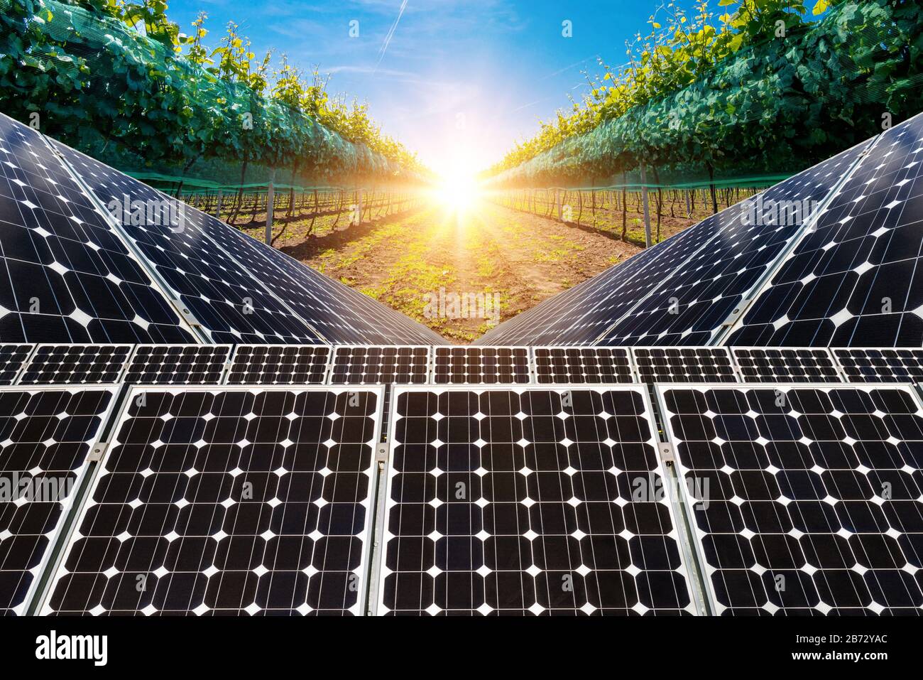 Collage fotografico di pannelli solari contro lo sfondo delle colture - concetto di risorse sostenibili Foto Stock