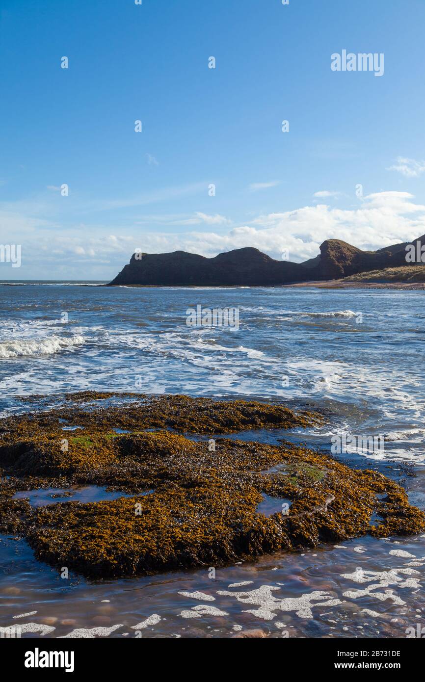 Il Sentiero Costiero Di Angus Da Arbroath Ad Auchmithie, Angus, Scozia Foto Stock