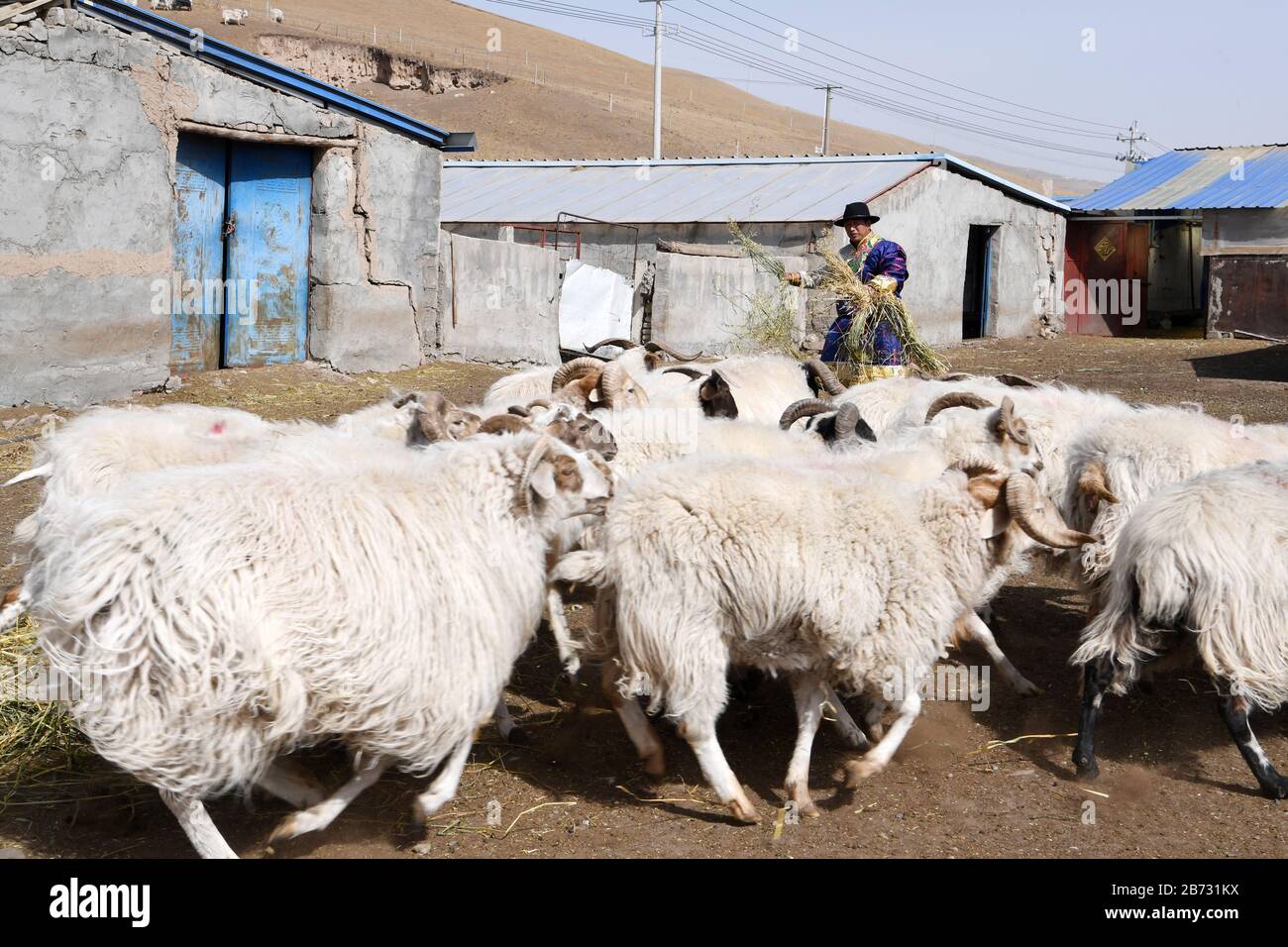 (200313) -- TIANZHU, 13 marzo 2020 (Xinhua) -- Song Tianzhu nutre un gregge di pecore nel villaggio di Nannigou della contea autonoma tibetana di Tianzhu, provincia di Gansu della Cina nordoccidentale, 12 marzo 2020. Sfruttando appieno le vaste praterie locali e il sostegno finanziario del governo alle regioni impoverite, il reddito familiare annuale della famiglia di Song Tianzhu ha raggiunto 200,000 yuan (circa 28,553 dollari USA) attraverso l'allevamento e il turismo. Inoltre, Song ha preso la guida nella fondazione di una cooperativa per aumentare i redditi di altri abitanti del villaggio. Con i grandi sforzi compiuti dal governo locale e. Foto Stock