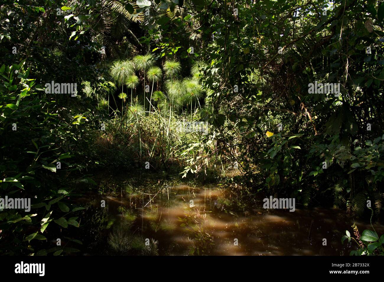 La fitta e rigogliosa vegetazione delle foreste del Parco Nazionale di Kibale, vicino a Fort Portal, è l'habitat ideale per gli scimpanzé. Trekking per vedere il nostro più vicino Foto Stock