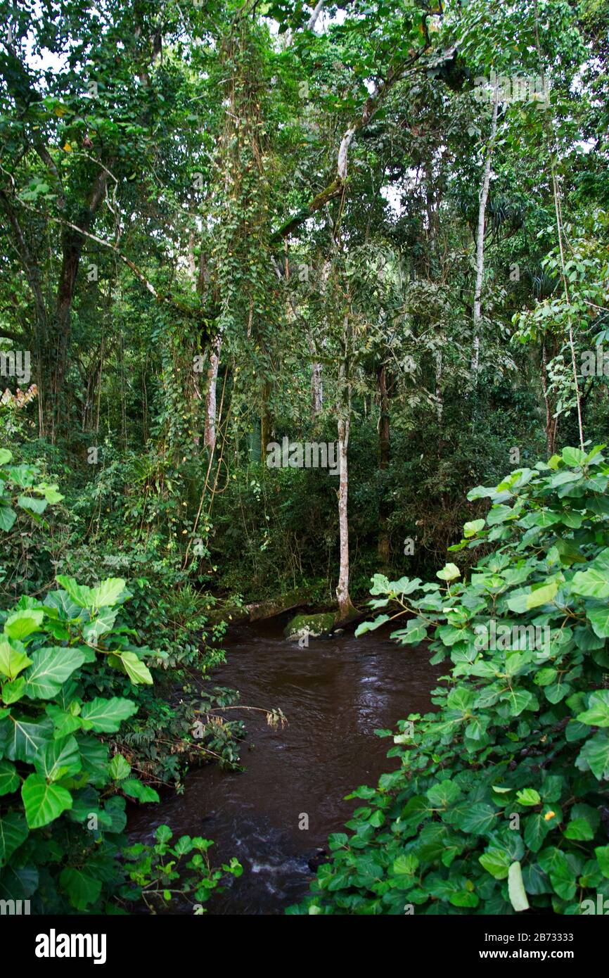 La fitta e rigogliosa vegetazione delle foreste del Parco Nazionale di Kibale, vicino a Fort Portal, è l'habitat ideale per gli scimpanzé. Trekking per vedere il nostro più vicino Foto Stock