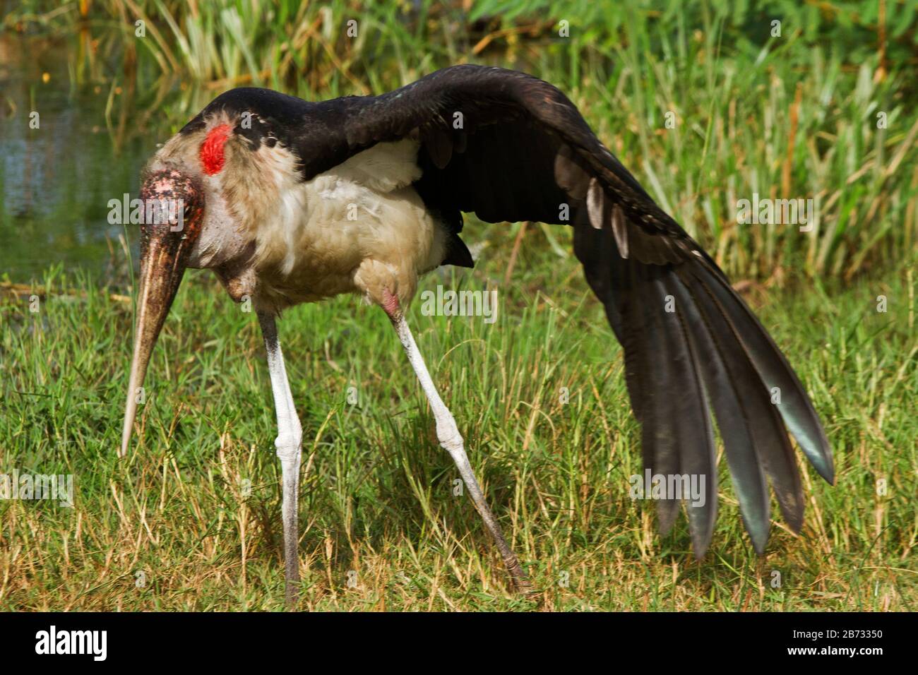 Un Marabou Stork si stende languidamente verso l'esterno un'ala durante una sessione di preening sulle rive del canale di Kazinga. Foto Stock