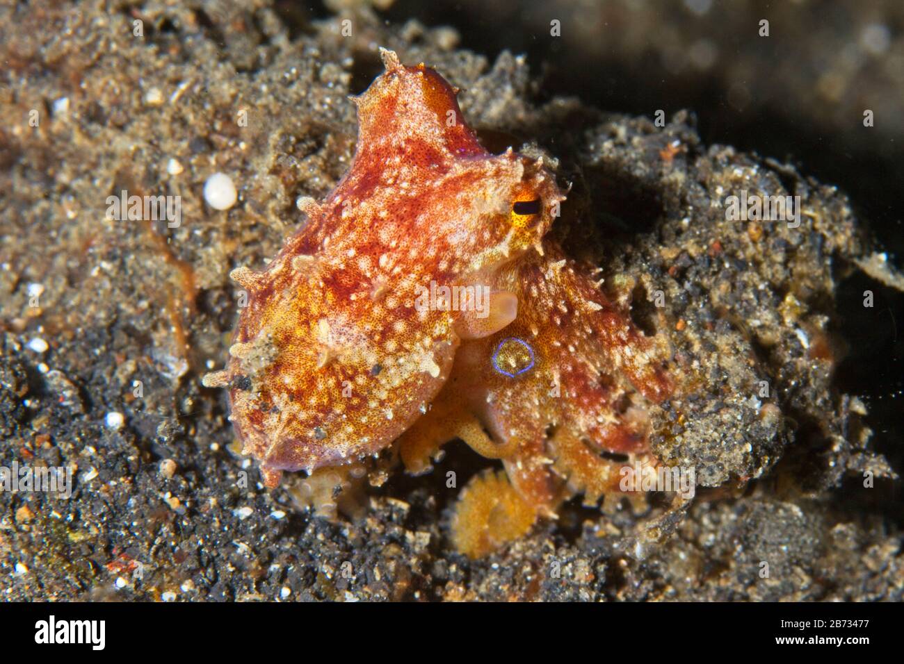 Polpo di ocellato di veleno o polpo di Mototi (Octopus siamensis) stretto di Lembeh, Indonesia Foto Stock