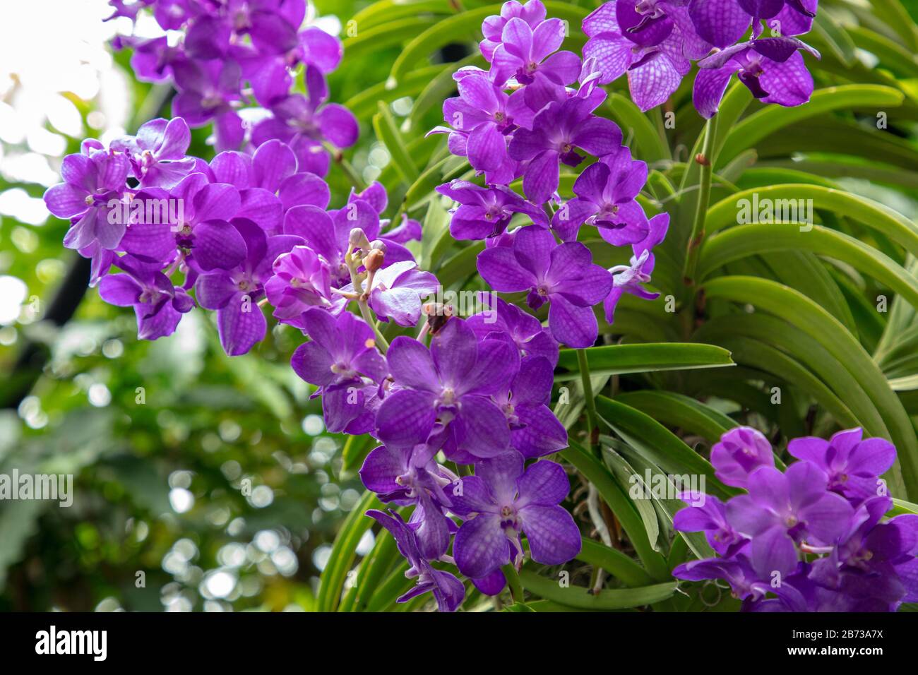 Fiori di orchidea viola visti all'aperto. Foto Stock