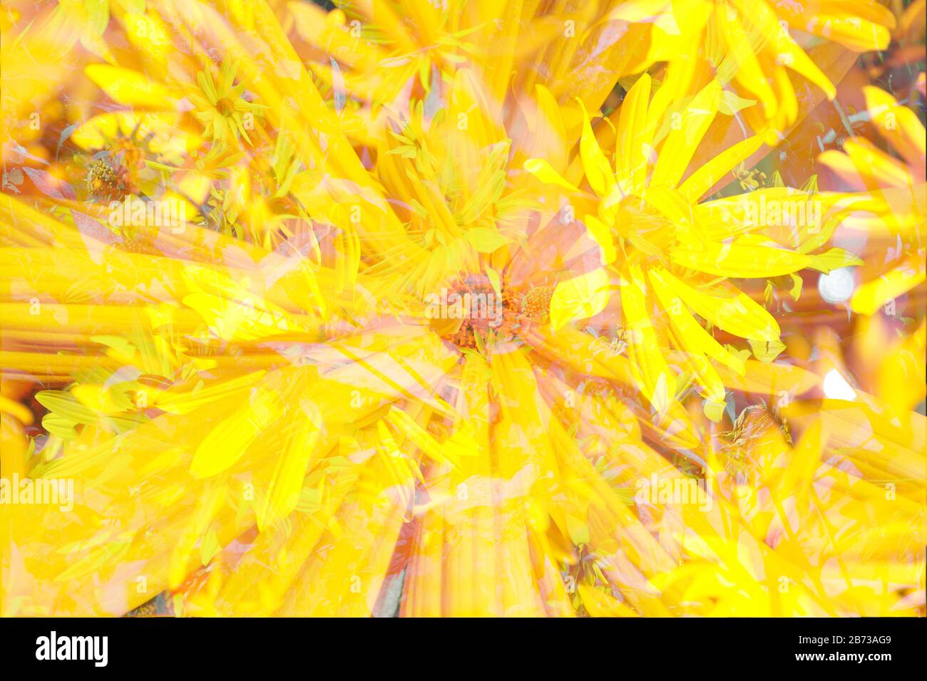Fioritura del conflower (Rudbeckia fulgida), astratto, fioritura, primo piano, Germania, Europa Foto Stock