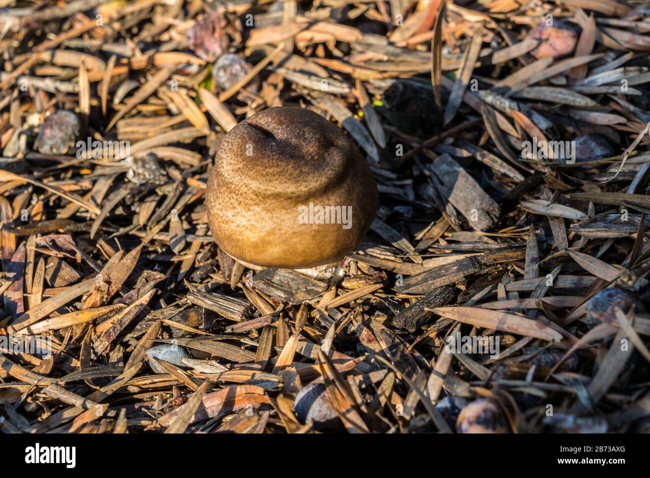 fungo selvatico dopo la pioggia Foto Stock