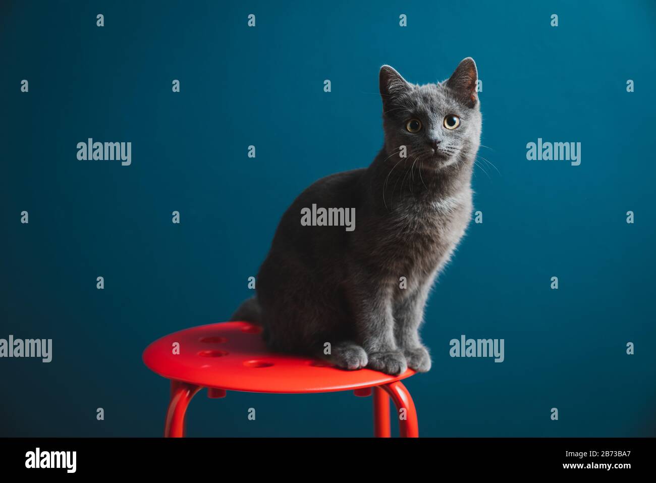 Un animale domestico Chartreux Grey Kitten di sei mesi in piedi su uno sgabello rotondo rosso con parete di fondo blu Foto Stock