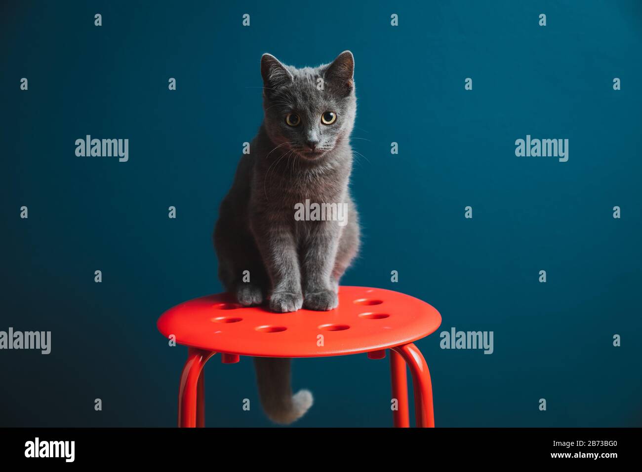 Un animale domestico Chartreux Grey Kitten di sei mesi in piedi su uno sgabello rotondo rosso con parete di fondo blu Foto Stock