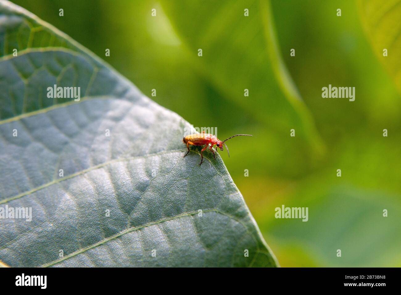 Macro scatto di piccolo tappeto rosso su grande foglia verde. Piccolo / piccolo insetto rosso bug atterrare su verde foglia vegetale con bokeh sfondo sfocato. Foto Stock