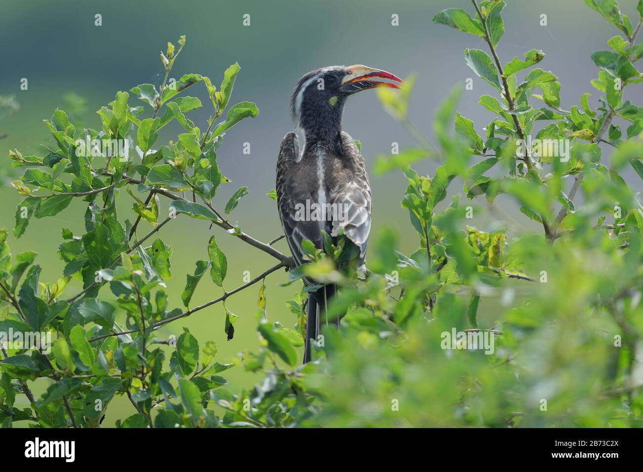 Il becco grigio africano è un membro della famiglia di becco di uccelli tropicali vicino-passerini trovati nel vecchio mondo. Foto Stock