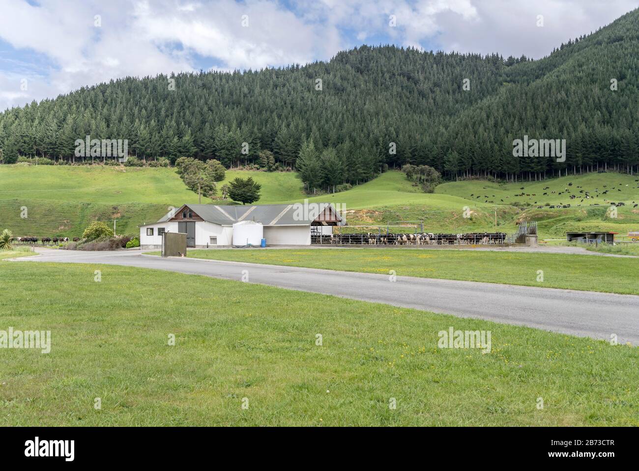 Fienile e paddock con mucche in verde campagna, girato in luce brillante primavera vicino a Canvaston, Marlborough, South Island, Nuova Zelanda Foto Stock